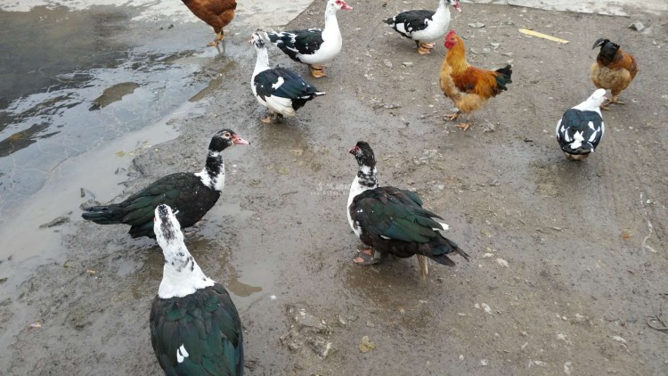 放养土鸡，珍珠鸡，贵妃鸡，乌鸡……呆头鸭出售-第1张图片-益民生活网