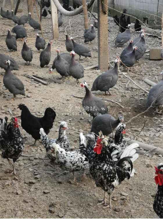 放养土鸡，珍珠鸡，贵妃鸡，乌鸡……呆头鸭出售-第5张图片-益民生活网