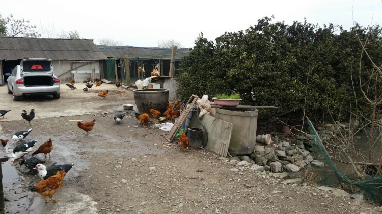 放养土鸡，珍珠鸡，贵妃鸡，乌鸡……呆头鸭出售-第2张图片-益民生活网